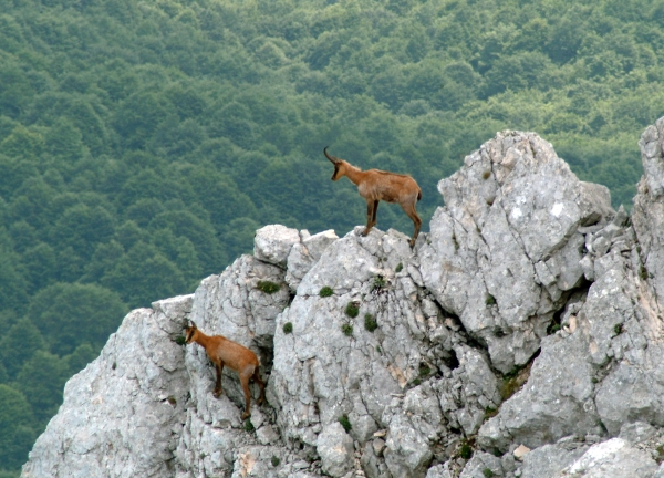 Camoscio d''Abruzzo Rupicapra pyrenaica ornata